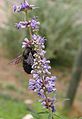 Close-up on the flowers (and bumblebee)