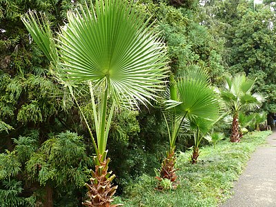 Wachingtonia filifera in Batumi Botanical Garden