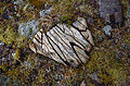 Freeze-thaw weathering of a rock in southern Iceland