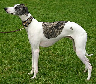 <span class="mw-page-title-main">Sighthound</span> Type of dog