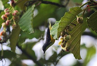 <span class="mw-page-title-main">Legge's flowerpecker</span> Species of bird