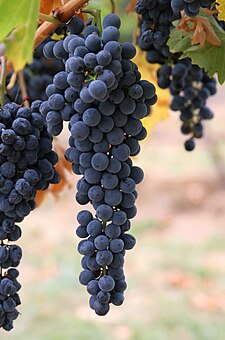 Aglianico grapes
