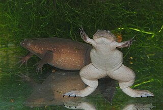 <span class="mw-page-title-main">Western clawed frog</span> Species of amphibian