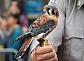 Image 63A rescued American kestrel that couldn't be released so is now serving as an "ambassador" bird