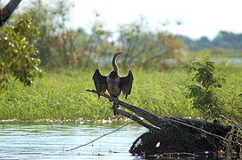 African darter