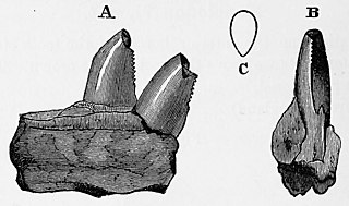 <i>Ankistrodon</i> Extinct genus of reptiles