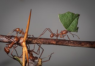 <i>Atta cephalotes</i> Species of ant