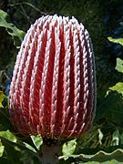 Banksia menziesii