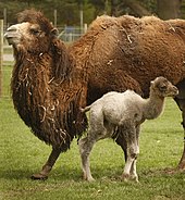 Mother and calf Babybactrian.jpg