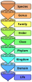 VP: Biological Classification Diagram