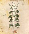 Image 4Cannabis sativa from Vienna Dioscurides, AD 512 (from History of cannabis)