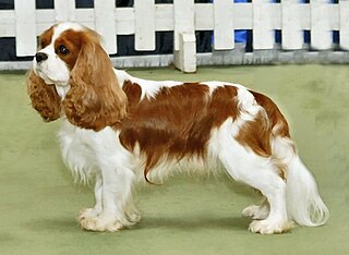 <span class="mw-page-title-main">Cavalier King Charles Spaniel</span> British breed of toy dog spaniel