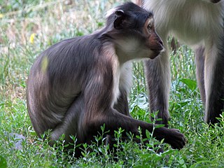 <span class="mw-page-title-main">White-eyelid mangabey</span> Genus of Old World monkeys