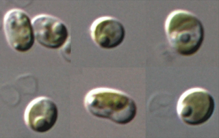 <i>Choricystis</i> Genus of algae