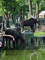 The elk (so named in Europe) or moose (in North America), Alces alces, in Emmen Zoo, the Netherlands.