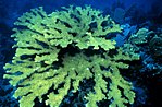 Acropora palmata, en älghornskorall.