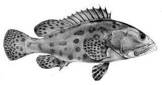 <span class="mw-page-title-main">Potato grouper</span> Species of fish