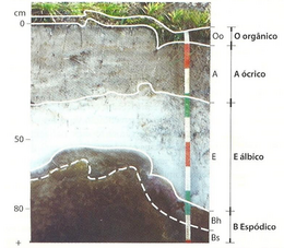 Espodossolo FerriHumilúvico e horizontes diagnósticos (Lepsch, 2010)