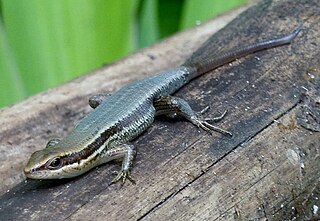 <i>Eutropis indeprensa</i> Species of lizard