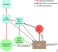 Image 61Food web structure in the euphotic zone. The linear food chain large phytoplankton-herbivore-predator (on the left with red arrow connections) has fewer levels than one with small phytoplankton at the base. The microbial loop refers to the flow from the dissolved organic carbon (DOC) via heterotrophic bacteria (Het. Bac.) and microzooplankton to predatory zooplankton (on the right with black solid arrows). Viruses play a major role in the mortality of phytoplankton and heterotrophic bacteria, and recycle organic carbon back to the DOC pool. Other sources of dissolved organic carbon (also dashed black arrows) includes exudation, sloppy feeding, etc. Particulate detritus pools and fluxes are not shown for simplicity. (from Marine food web)