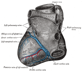 <span class="mw-page-title-main">Smallest cardiac veins</span> Small veins in the walls of all four heart chambers