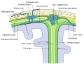 Meninges cerebri. Spatium subdurale in colore viridi pallido depictum.