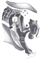 The middle ear uses three tiny bones, the malleus, the incus, and the stapes, to convey vibrations from the eardrum to the inner ear. Gray919.png