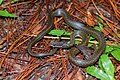 Khasi Hills Gebirgswassernatter (Hebius khasiensis)