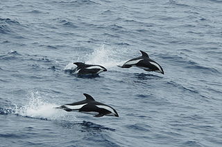 <span class="mw-page-title-main">Hourglass dolphin</span> Species of mammal