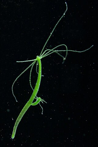 <i>Hydra viridissima</i> Species of hydrozoan