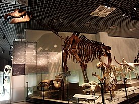 Paraceratherium asiaticum -lajin luurangon rekonstruktio