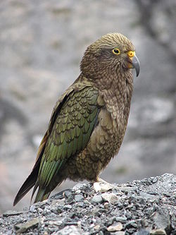 New Zealand's mountain parrot, the Kea