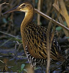 King rail KingRail23.jpg