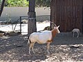 Oryx et son jeune au zoo de la Palmyre