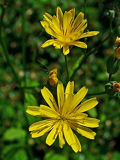 <i>Lapsana communis</i> Species of flowering plant in the daisy family Asteraceae