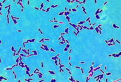 Lactobacillus sugas nūjiņu 1000x palielinājums gaismas mikroskopā