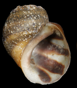 January 2: shell of the freshwater snail Leptoxis ampla