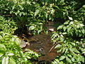 Middlebush Brook at Blackwells Mills Road, just before its mouth