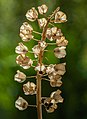 54 Muscari botryoides seeds-20220703-RM-155930 uploaded by Ermell, nominated by Ermell,  16,  0,  0