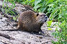 Myocastor coypus (Biberratte/Nutria) [D]