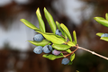 Myrtle berries.