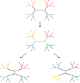 Nearest neighbor interchange (NNI)