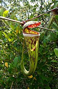 Nepenthes × cincta