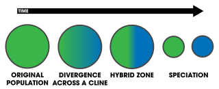 <span class="mw-page-title-main">Parapatric speciation</span> Speciation within a population where subpopulations are reproductively isolated