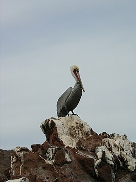 El Vizcaíno