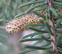 Picea glauca 2.jpg