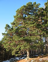 Spittal of Glenmuick, Cairngorm National Park, Scotland