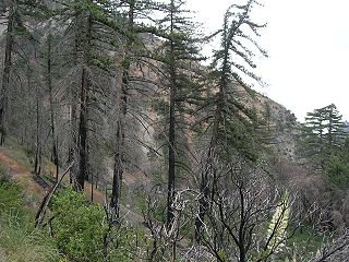 <span class="mw-page-title-main">Lytle Creek, California</span> Community in San Bernardino County, California