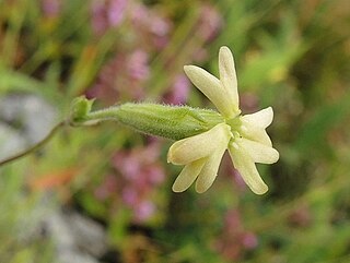 <i>Silene flavescens</i> A type of flowering plant