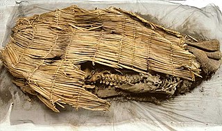 <span class="mw-page-title-main">Spirit Cave mummy</span> Human mummy found in Nevada